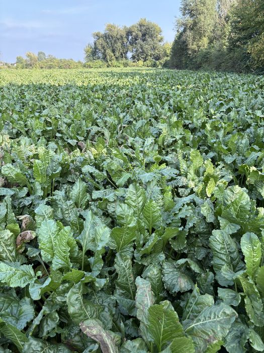 Buraki cukrowe karma do lasu