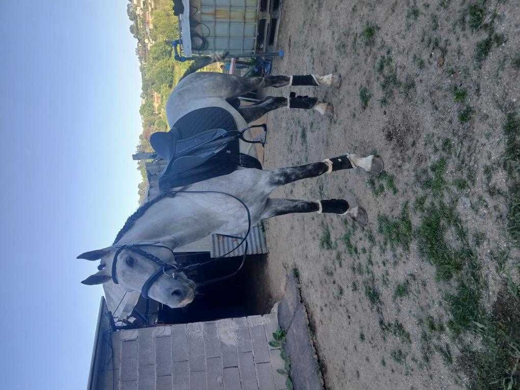 Cavalo 10 anos inteiro
