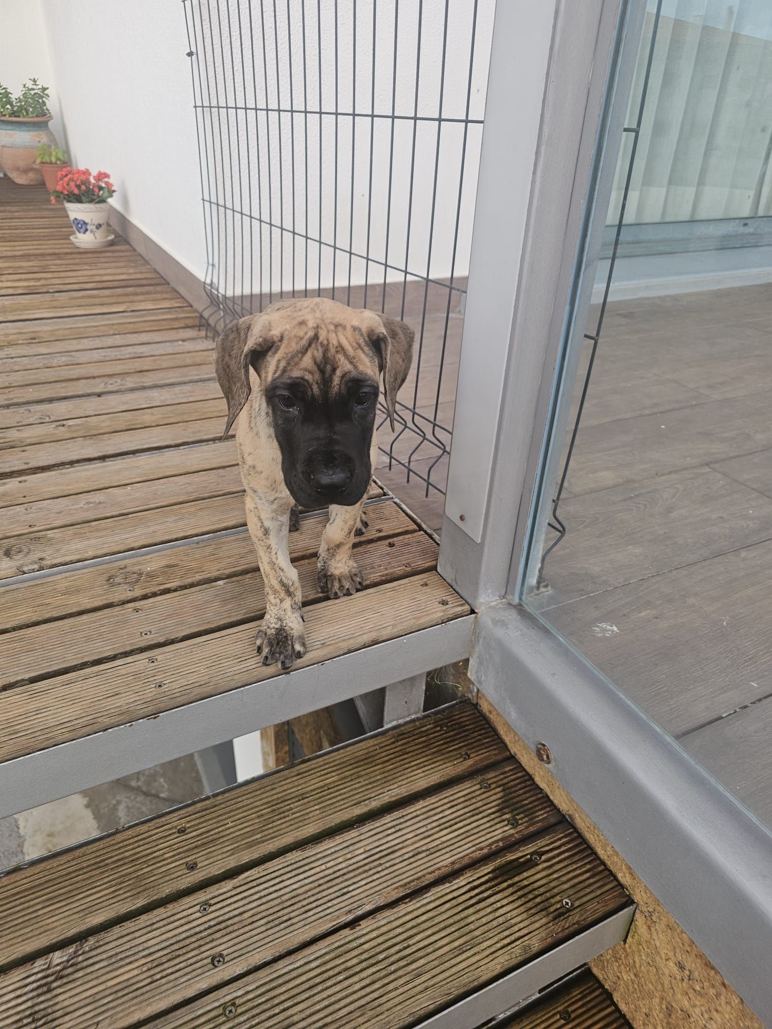 Dogue Alemão macho