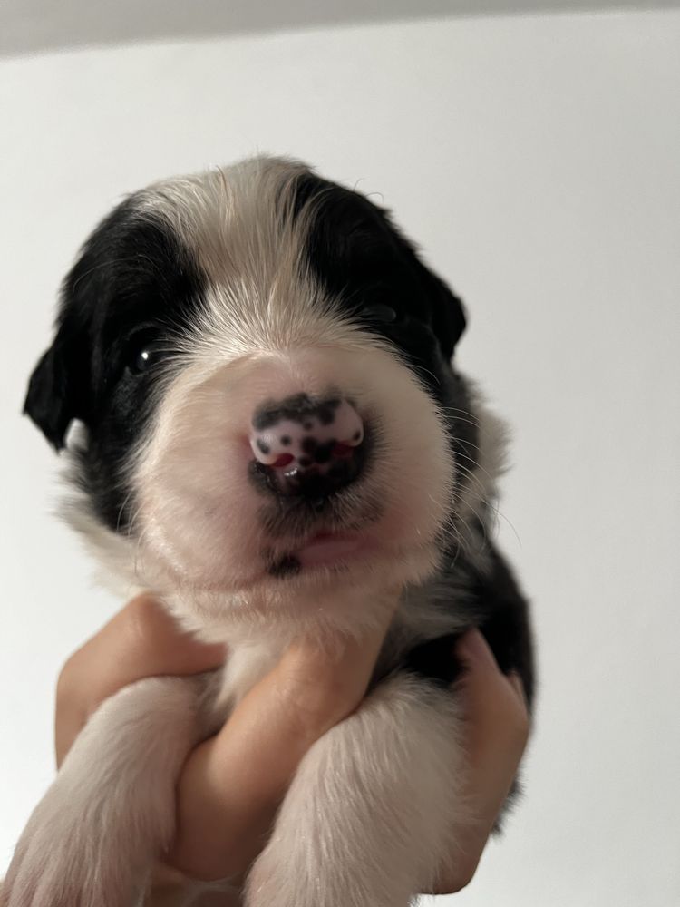 Piesek Border Collie