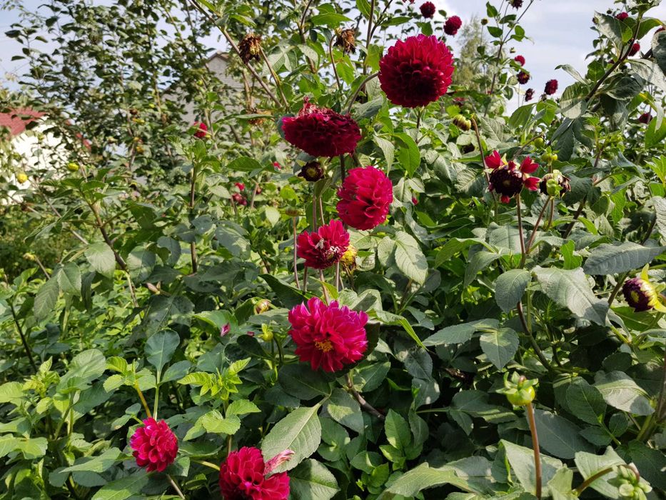 DALIE  Karpy Sprzedam