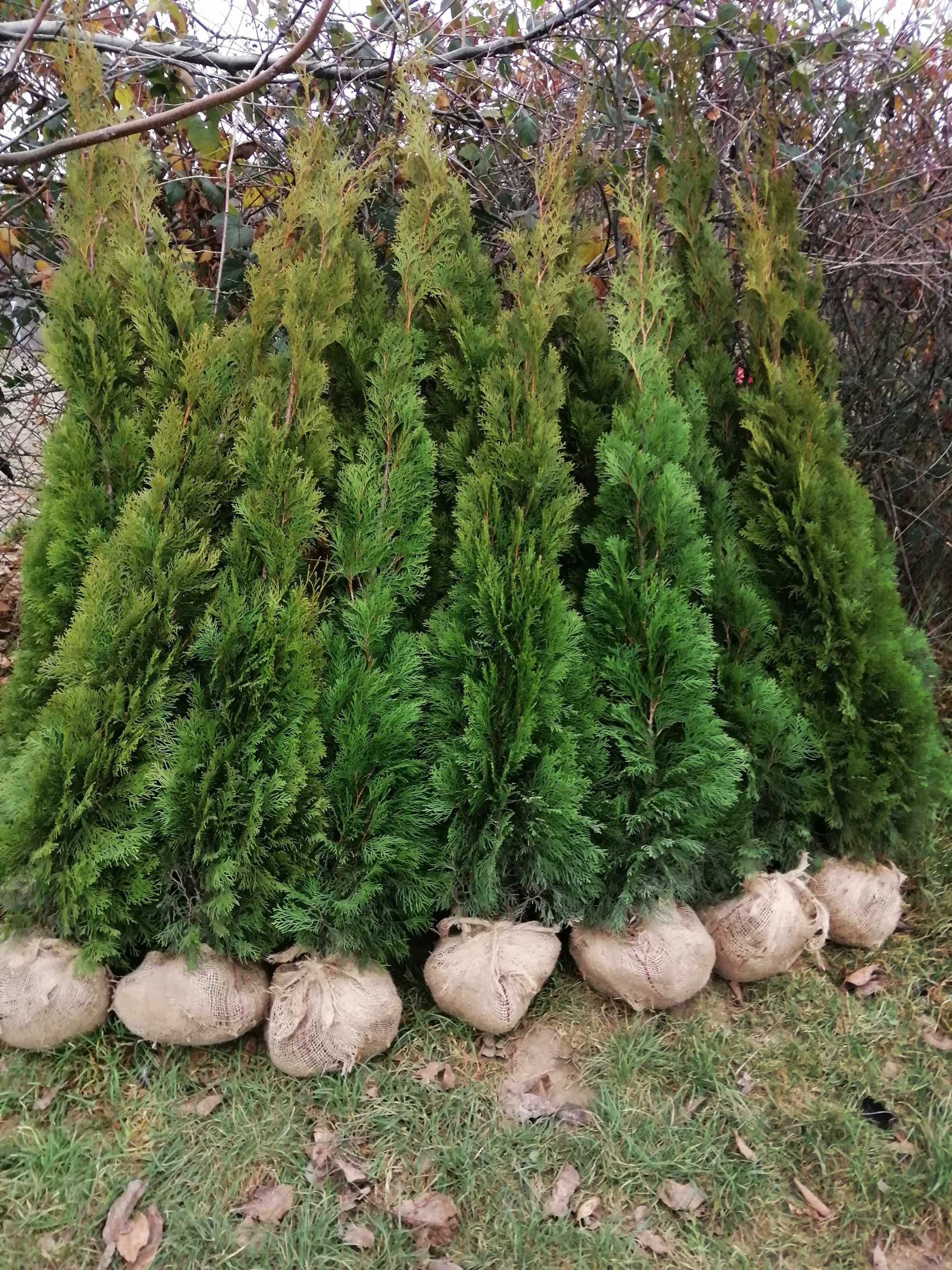 Tuja Szmaragd, kopana z gruntu, prosto od producenta