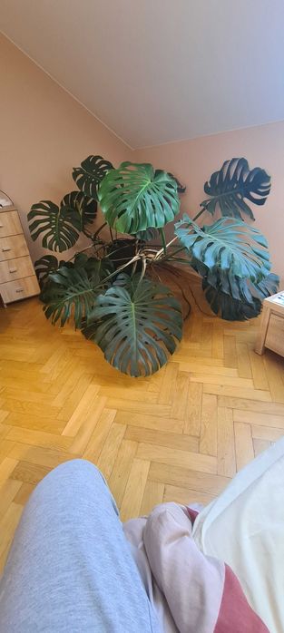 Filodendron Monstera Delliciosa PILNIE SPRZEDAM