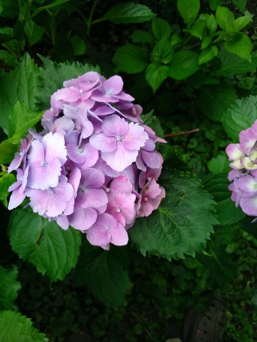 Продаю кусти гортензії
