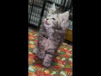 Menina maine coon disponivel para entrega imediata.