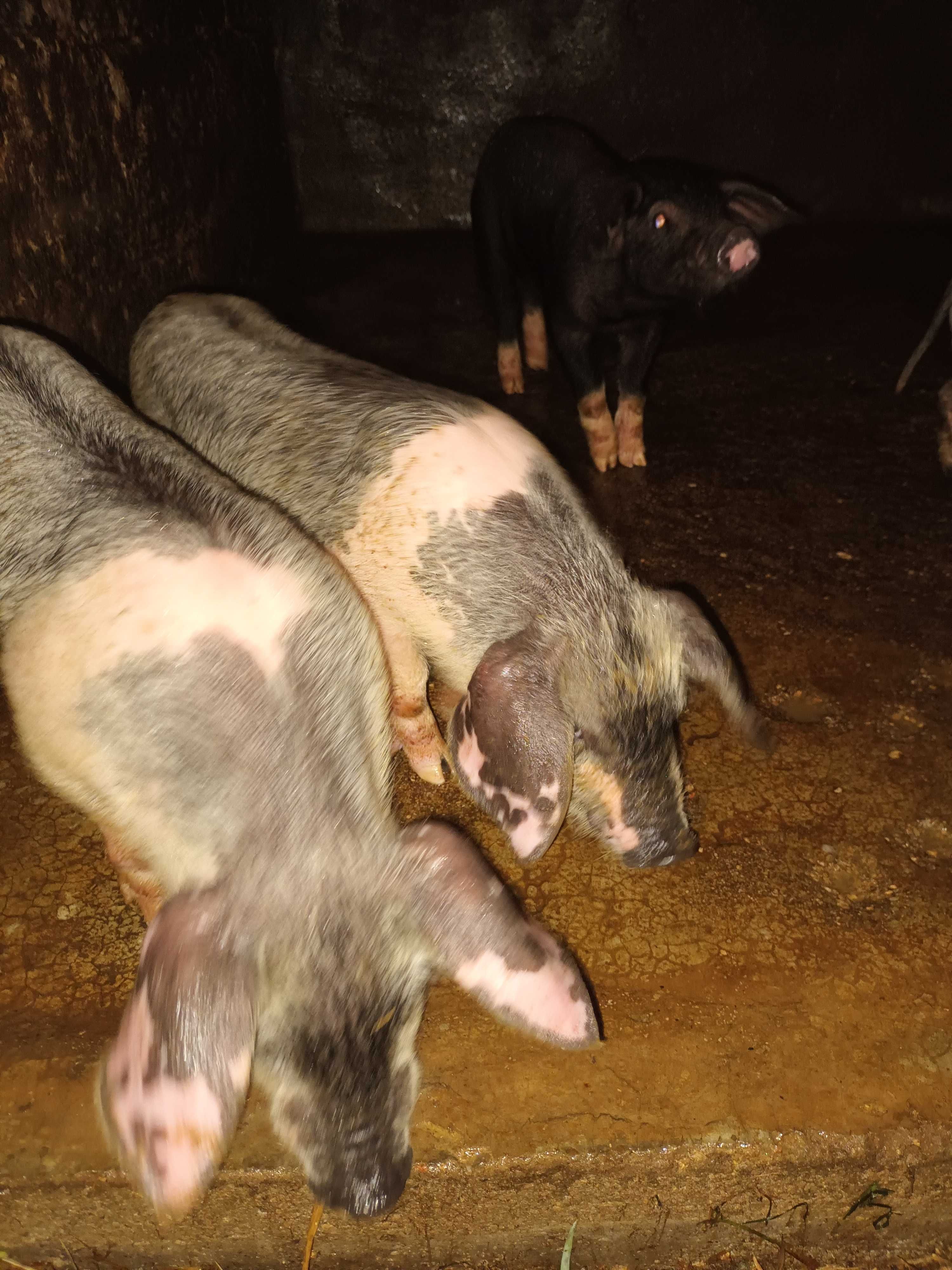 Vendo leitaos con 4 meses boa raca bissaro