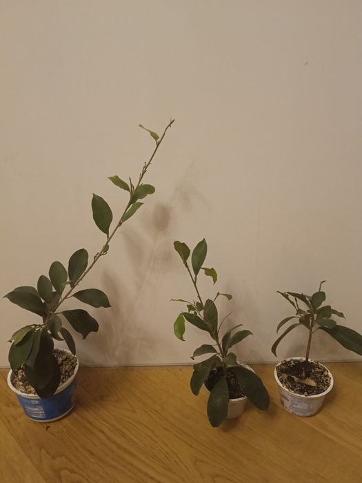 Ficus retusa 3 szt , microcarpa tępy, fikus sadzonki 30-47 cm wysokość