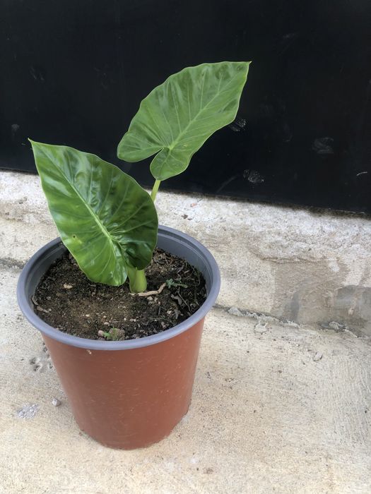 Alocasia orelha de elefante