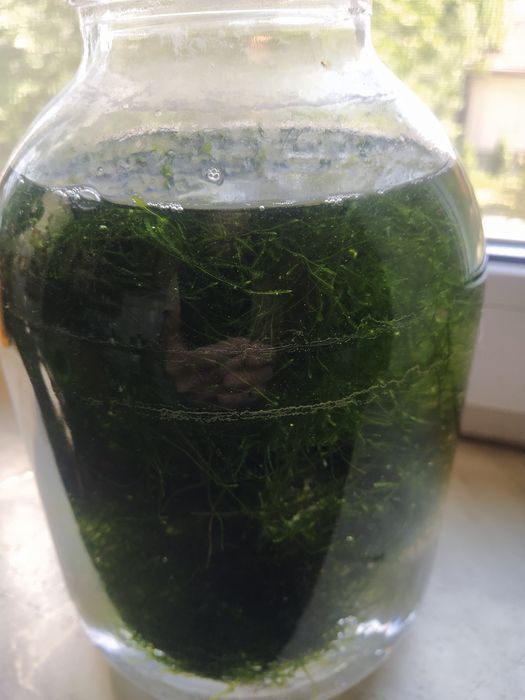 Продам мох яванский объем 3 л