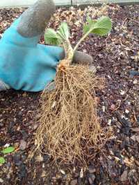 Sadzonki truskawek własny ogródek 30 sztuk