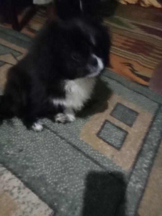 Маленькие пекинесы