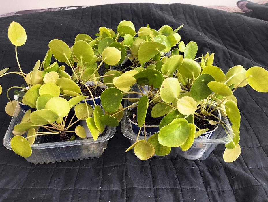 Pieniążek, Pilea peperomioides, sadzonki