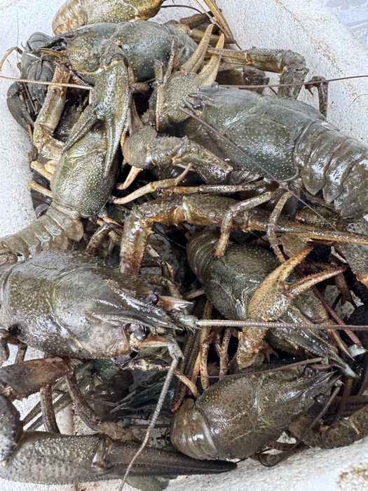 Продам живі РАКИ