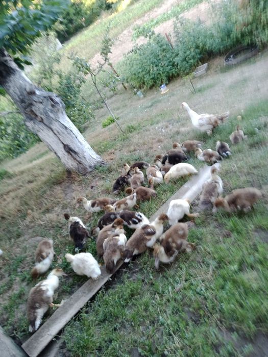 Продам каченят шепунів