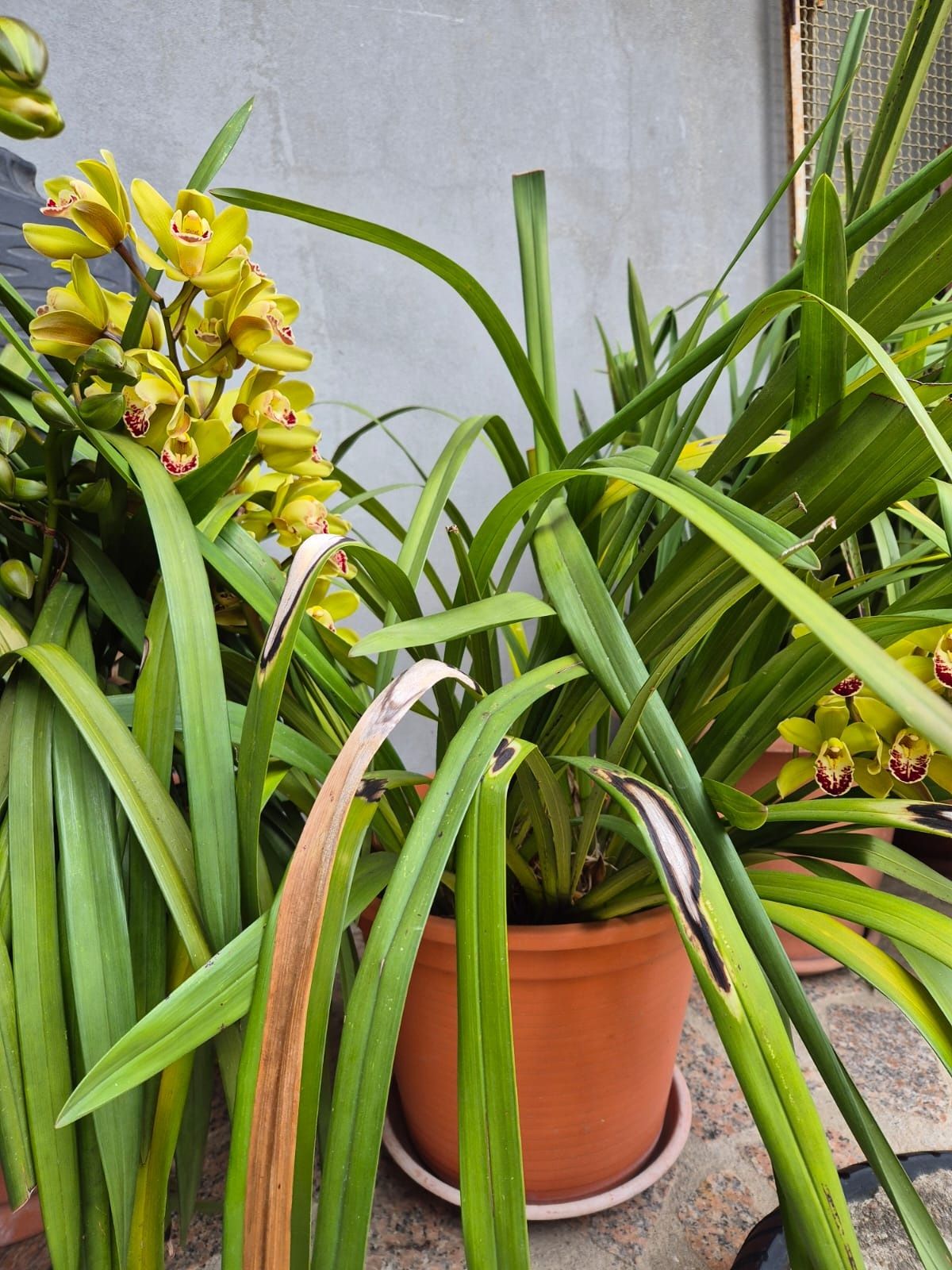 Orquídea amarelas