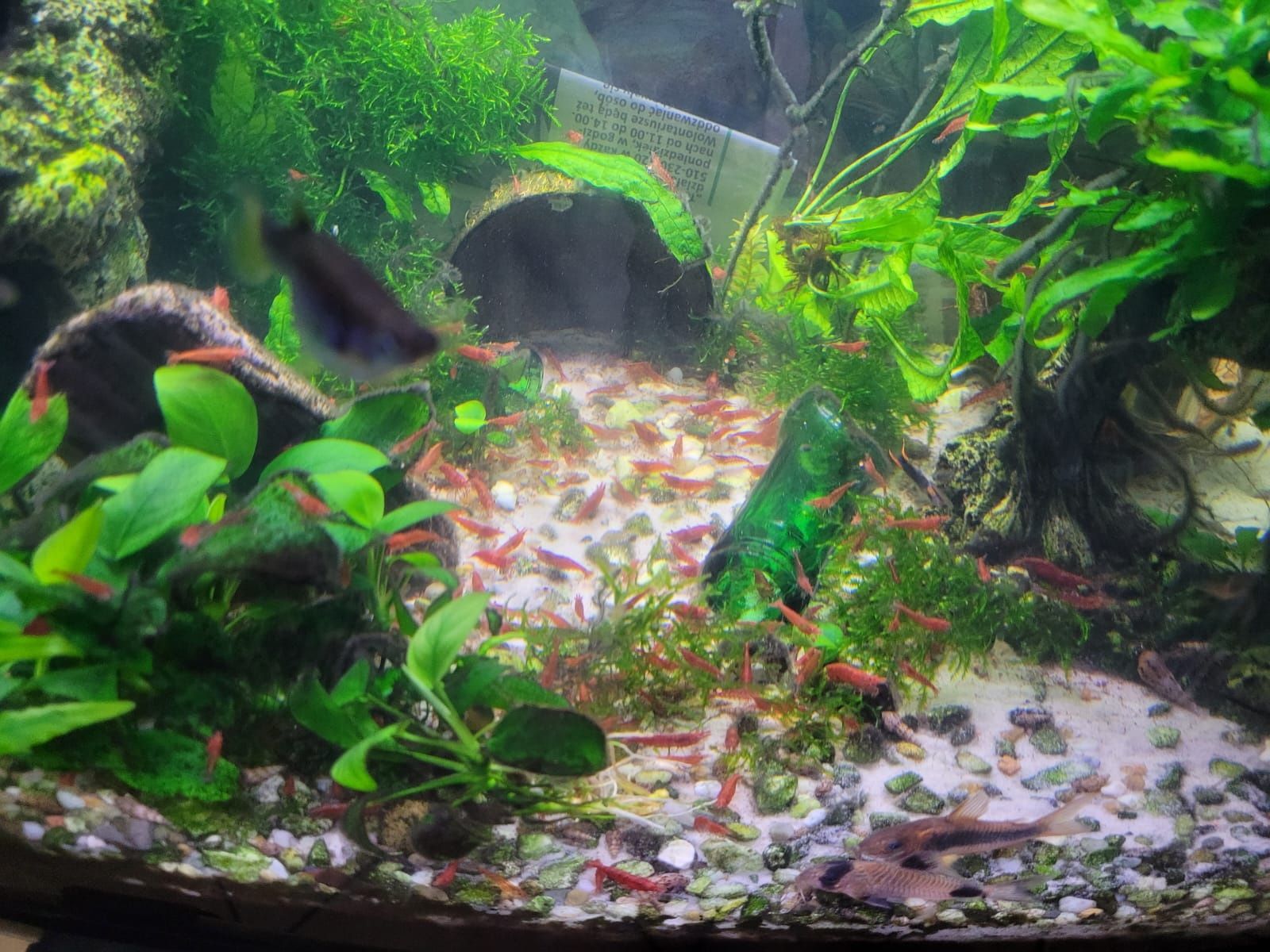 Krewetki Red Cherry