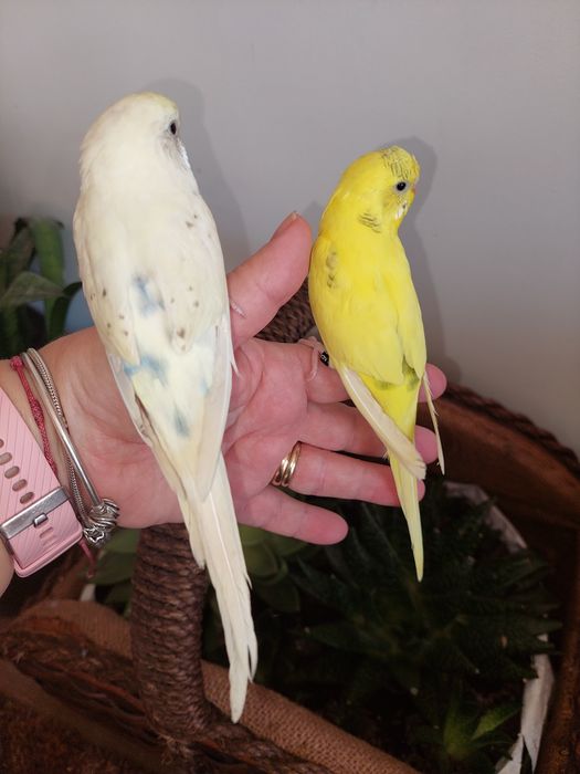 Periquitos Domesticados