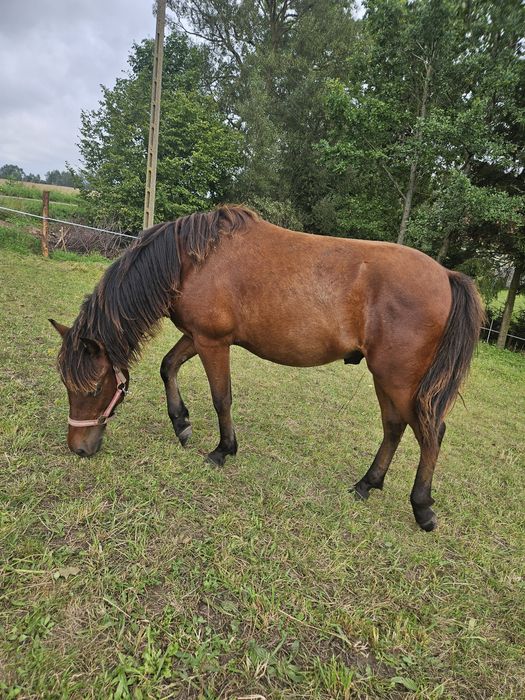 Wałach huculski misiowaty