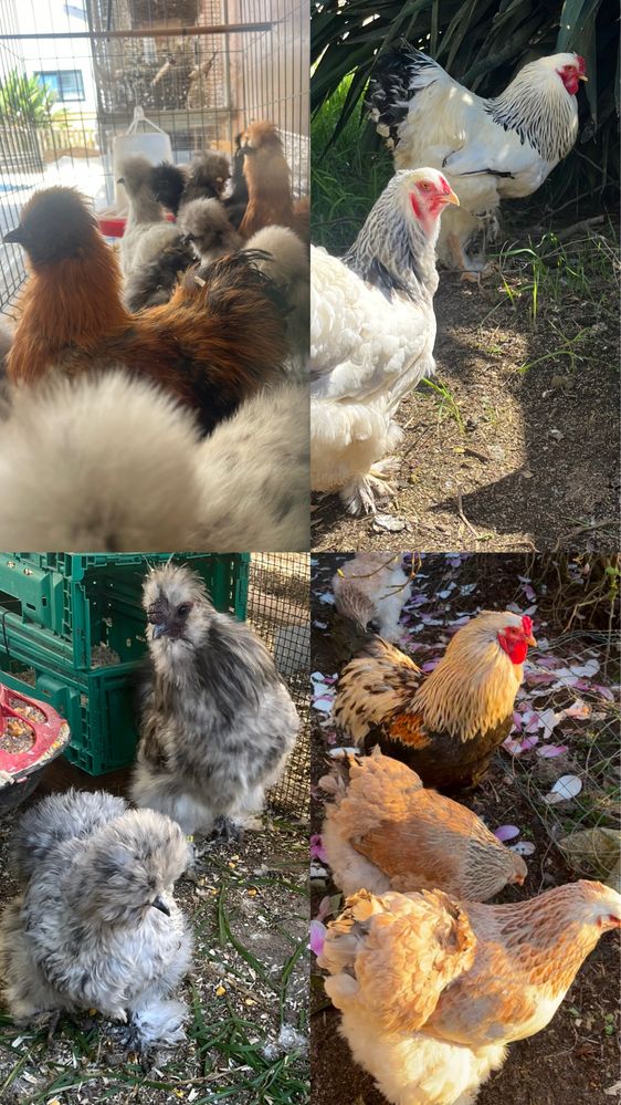 Ovos de Sedosas e Brahmas disponiveis