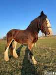 Marzanna - Klacz mix tinker i shire - do bezpłatnej adopcji