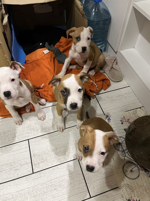 Цуценята амстаффа