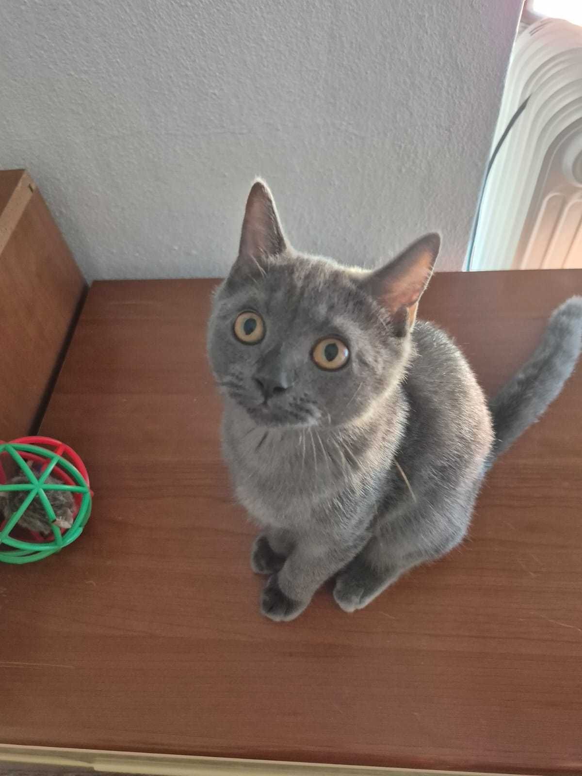 Gatinho Scotish Straight