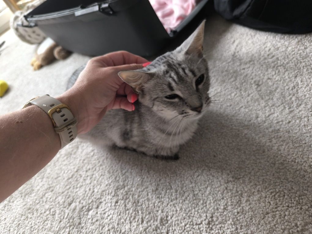 Roczna srebrna kotka poleca się do adopcji!