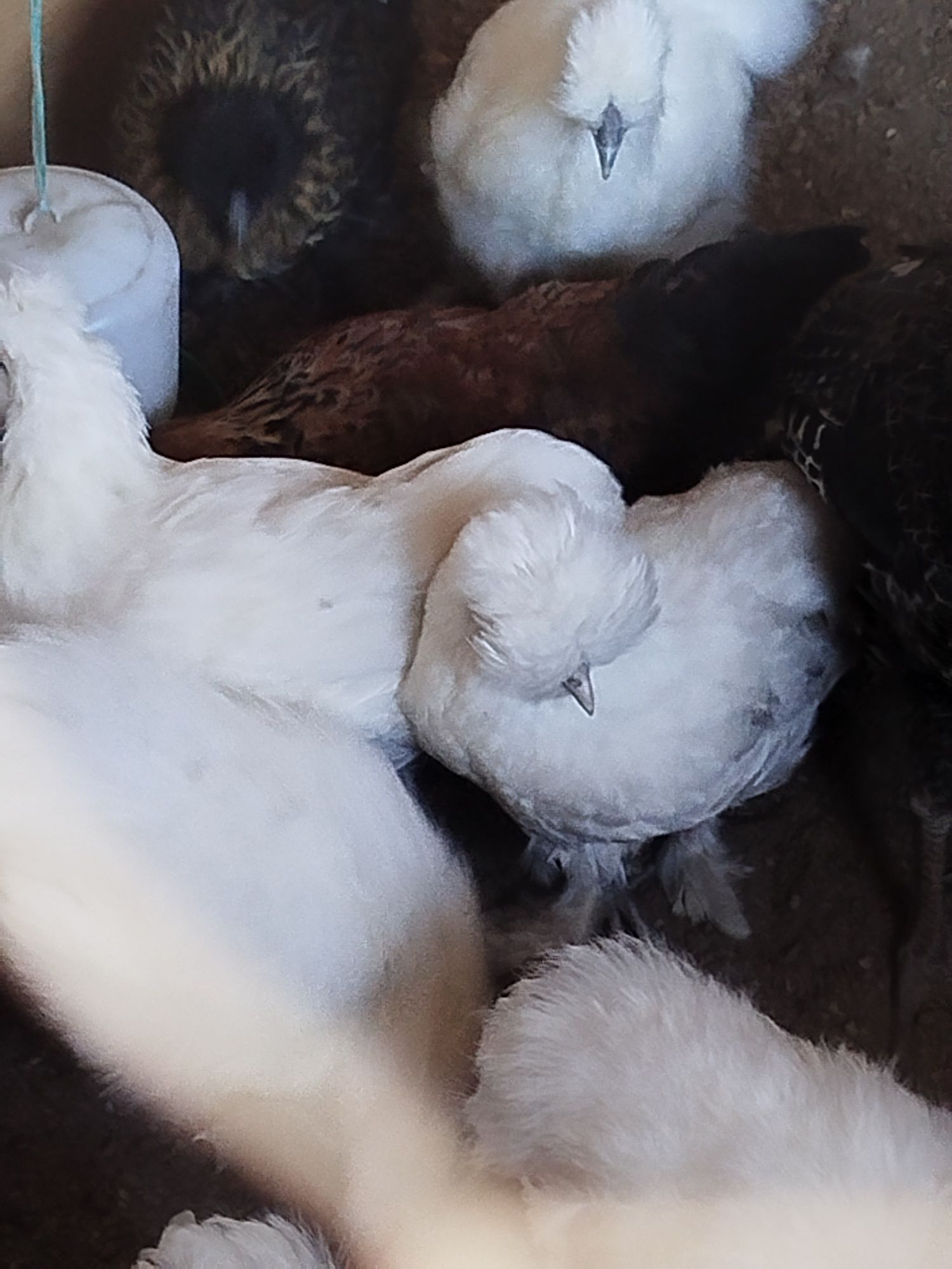 Vendo ou troco patos mudos, perus e garnisos