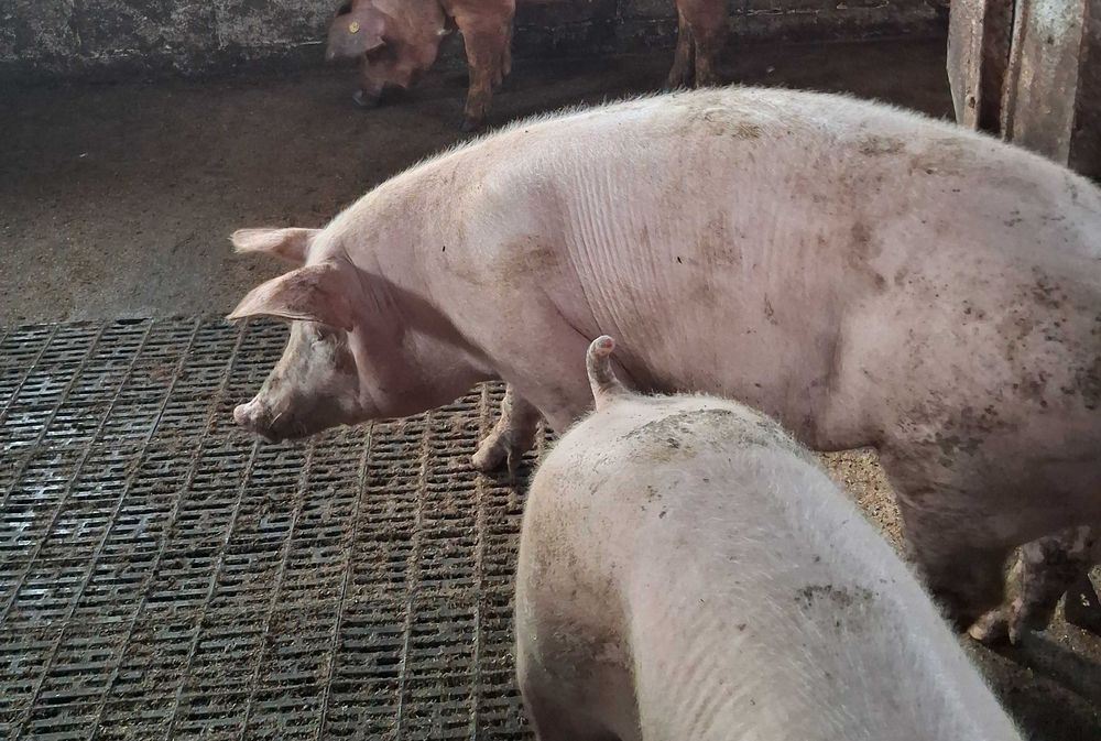 Свинки F1 (Велика біла + Ландрас)