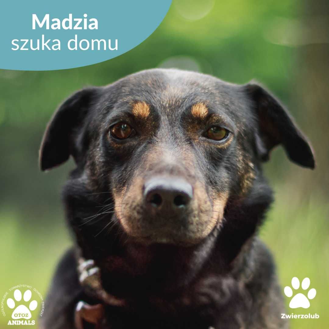 Urocza Madzia szuka domu!