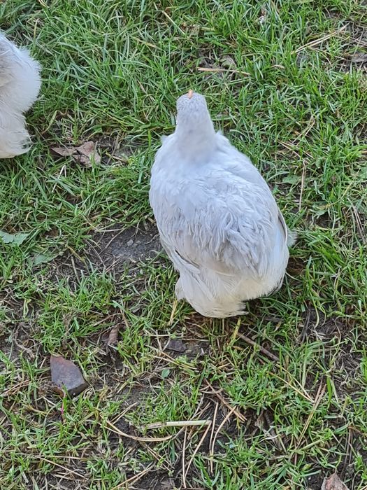 Kochiny lawendowe sprzedam