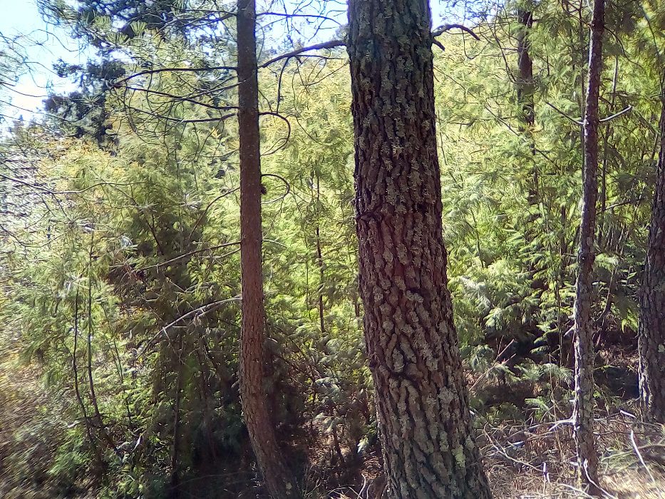 Limpezas Florestais, Limpezas de Terrenos - Trabalhos Especializados