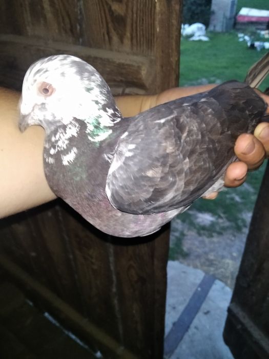 Likwidacja hodowli gołębi pocztowych