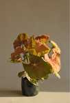 Syngonium rosa (Syngonium podophyllum ‘Pink’)