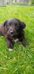 Haker i Hebe mix border collie 7 tyg,adopcja.