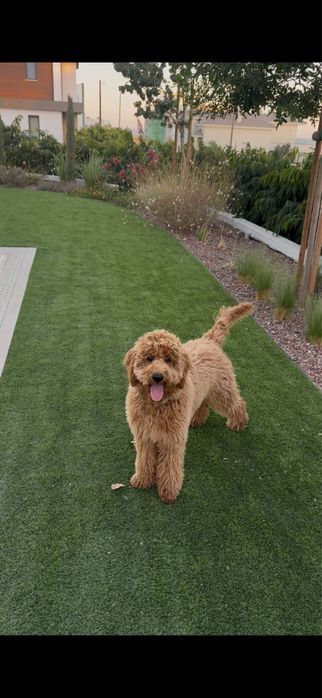 Лабродудлі чекають на шкіряних!