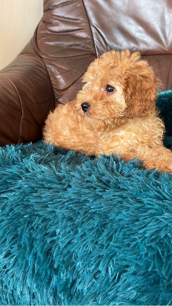 Cavapoo suczka do odbioru