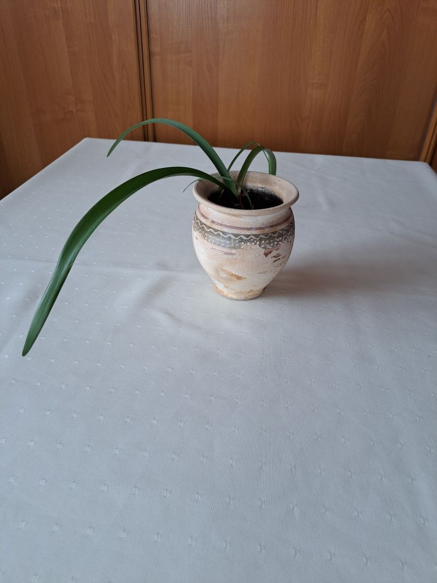 Różne kwiaty zawsze zielone