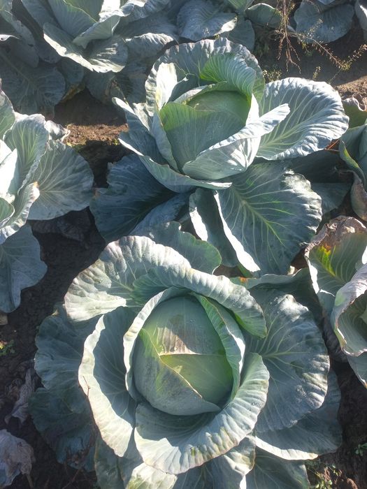 Капуста  Агресор