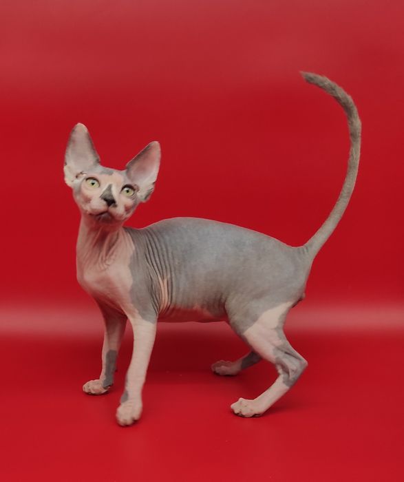 Голубий біколор хлопчик