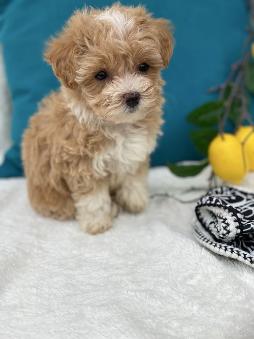 Маленькі міні мальтипу бебі фейс