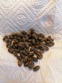 Kokony pszczoły murarki Osmia rufa 0,08zl  do uzgodnienia