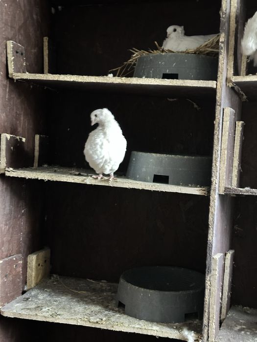 Gołebie dryjery czarny ogon 2025