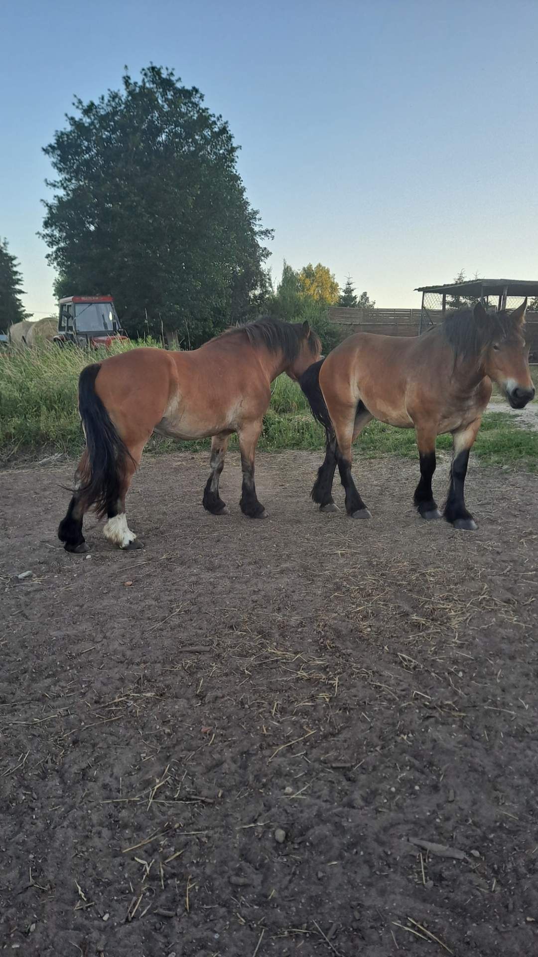 Konie zimnokrwiste