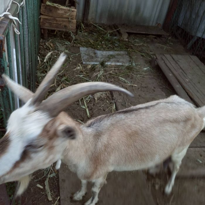 Придам козу, молоко дуже добре .