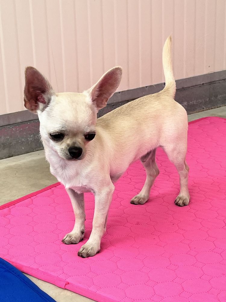 Chihuahua Macho Pelo curto