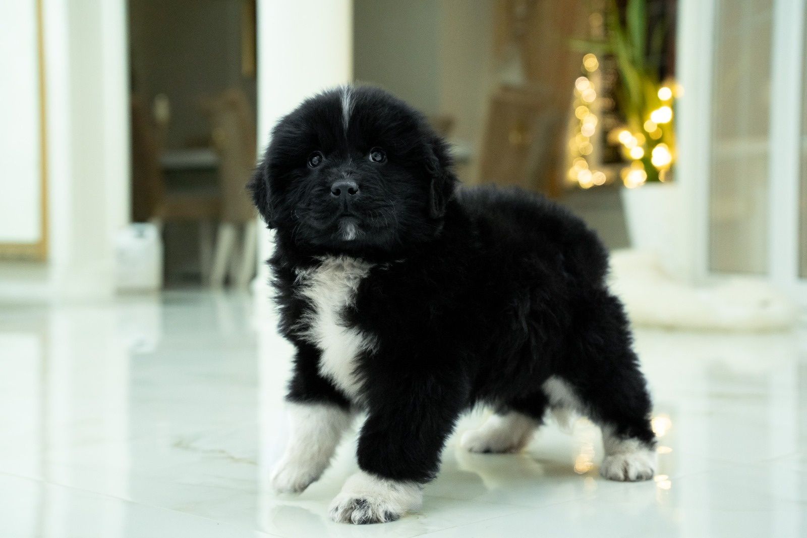 Border Collie piesek FCI ZKwP