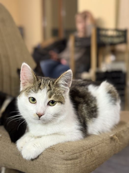 Кошеня Мурчик 3 місяці