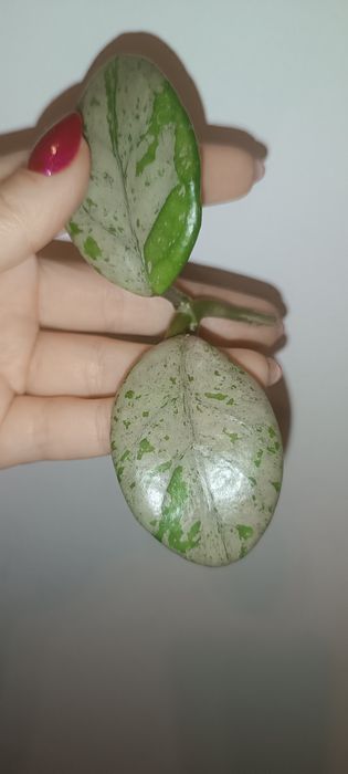 Hoya hoja Wilbur Graves