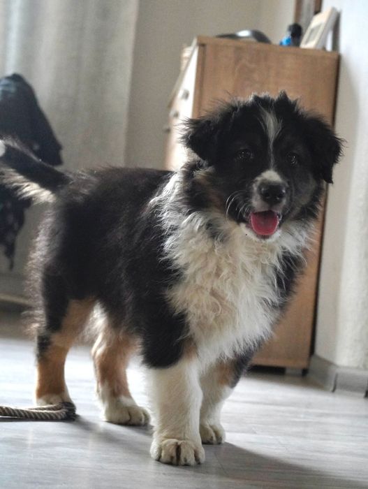 Owczarek australijski typ amerykański aussie szczeniak szczenięta FCI